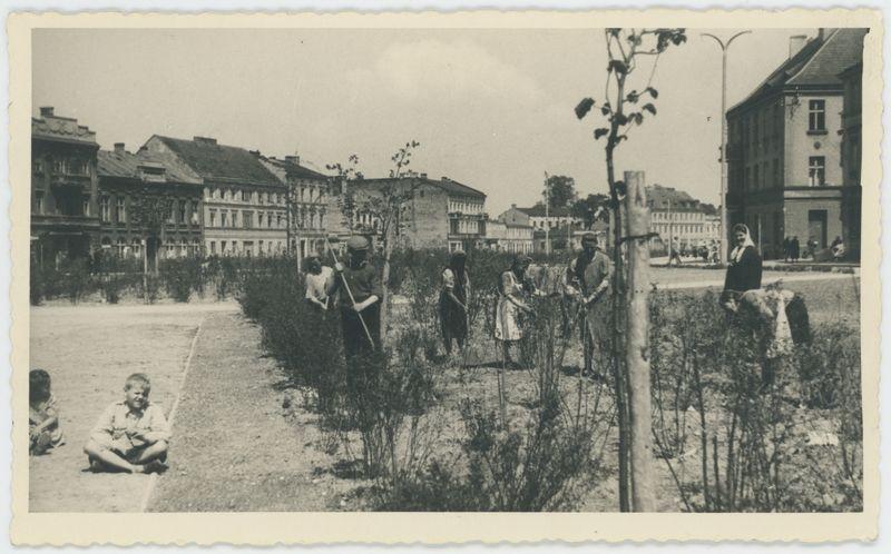 Prace przy zieleńcu na Babince w Kaliszu