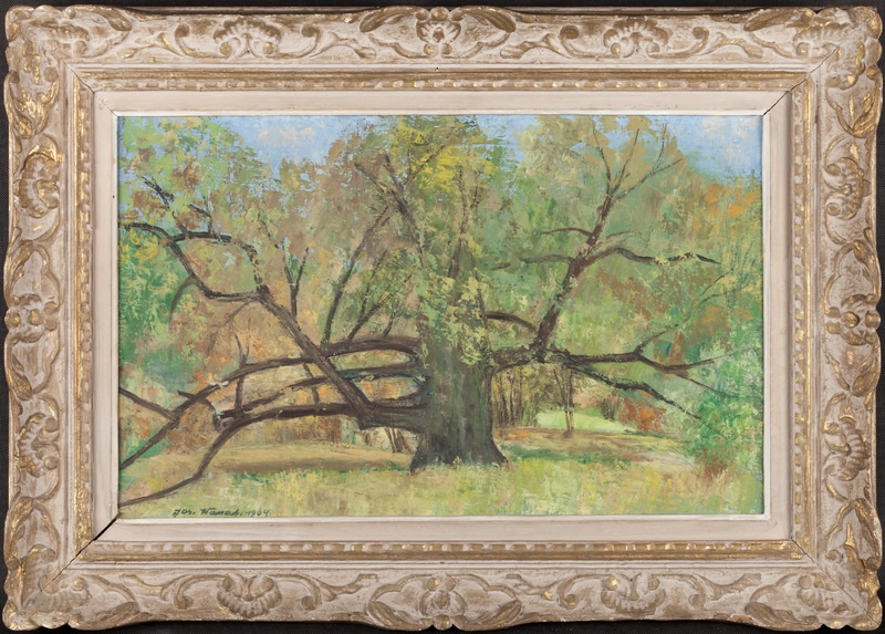 Dąb Asnyka w parku kaliskim