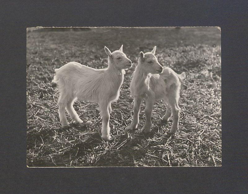 Kochana Basiu i Tato! dziękuję bardzo za kartkę [...]