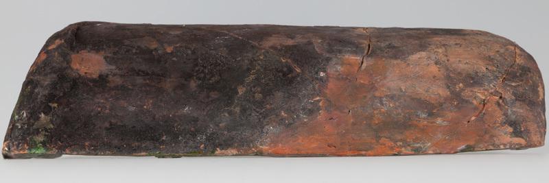 Kafel z tarczownikiem