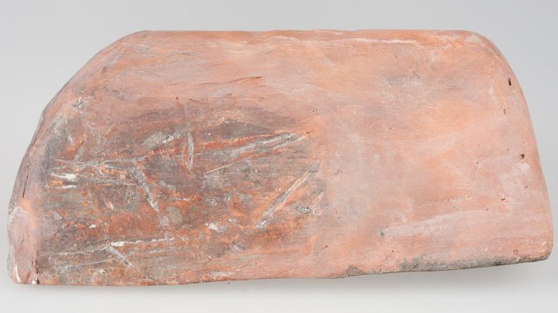 Kafel z tarczownikiem