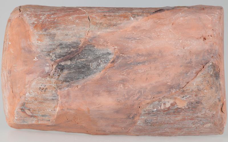 Kafel z tarczownikiem