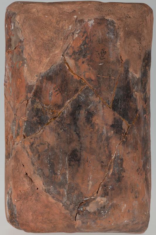 Kafel z tarczownikiem