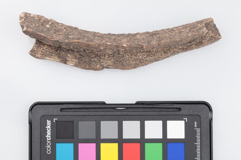 Poroże półsurowiec