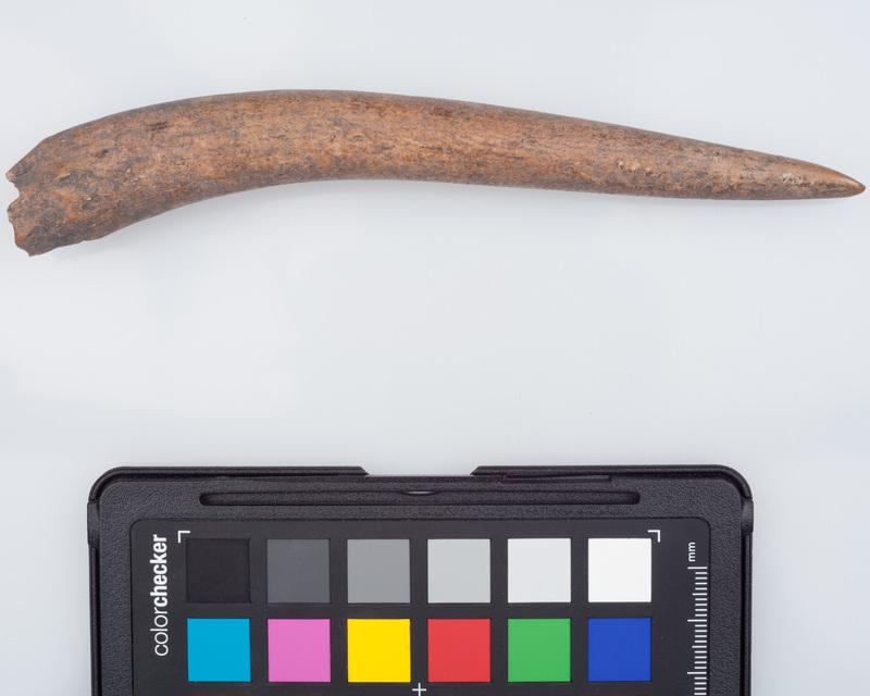 Poroże półsurowiec