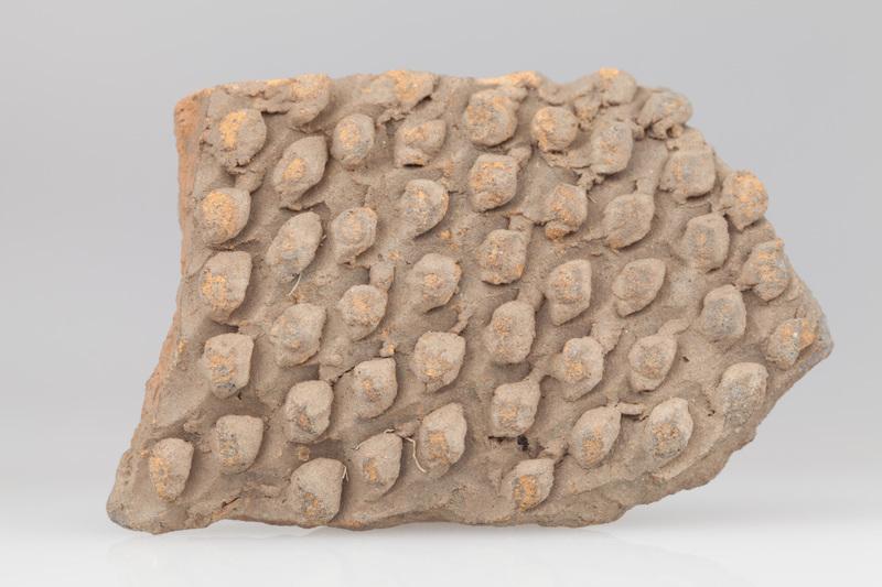 fragment naczynia jeżowatego 