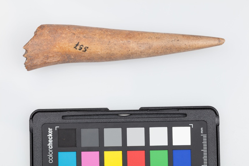 Poroże półsurowiec