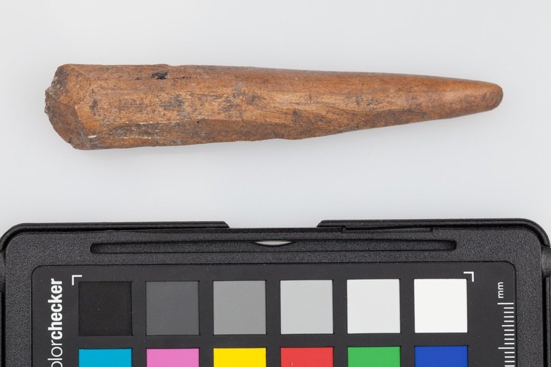 Poroże półsurowiec