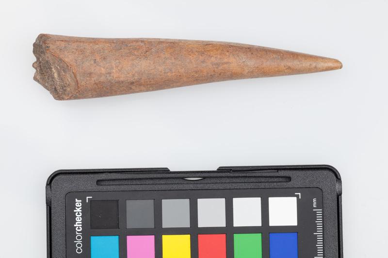 Poroże półsurowiec