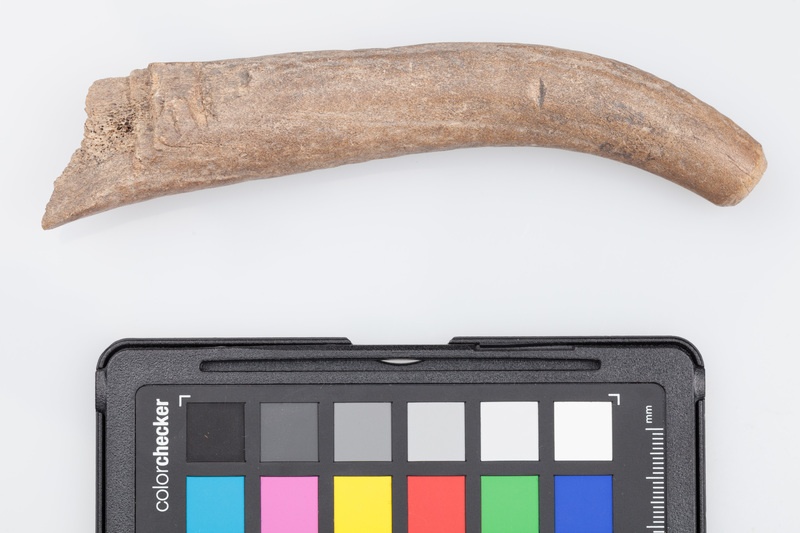 Poroże półsurowiec