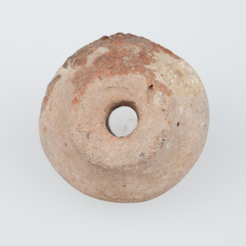 Dwustożkowaty przęślik gliniany