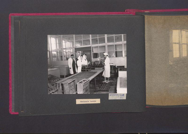 Poszczególne etapy produkcji w Wytwórni Win przy ul. Park Kościuszki 17. Obcinanie korków.