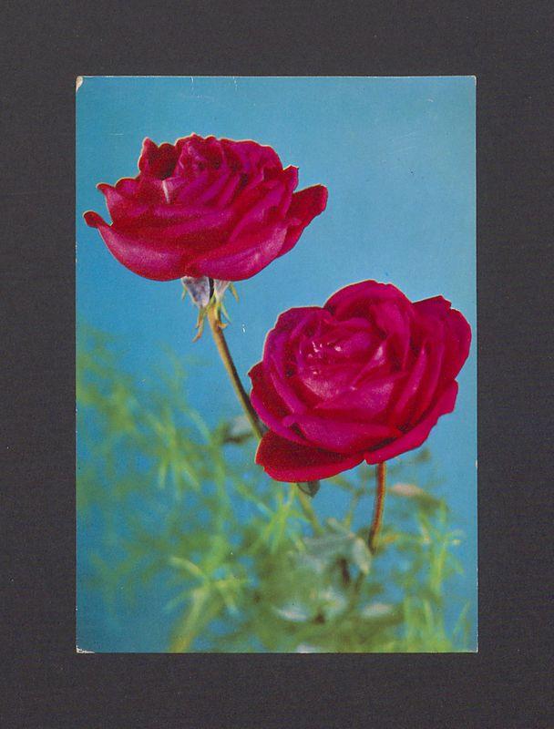 W dniu Imienin najserdeczniejsze życzenia [...]