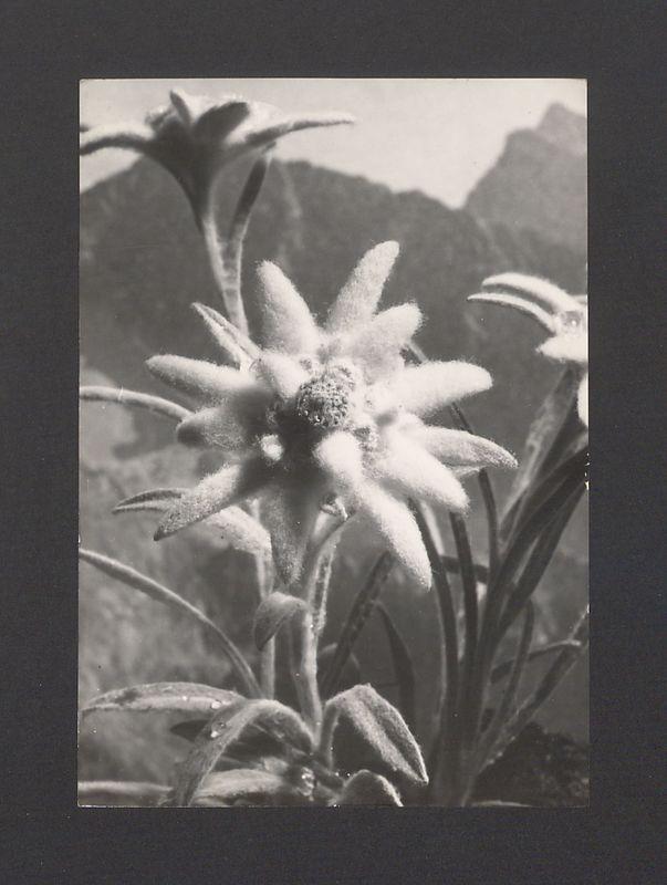 Najmilszy, drogi Kulisie! Wszystkie Kogutki rzędem składają [...]