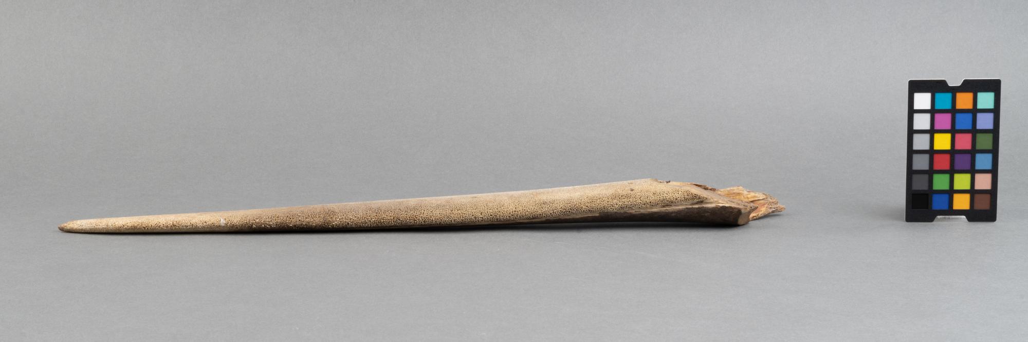 Wyrostek szczęki miecznika (Xiphias gladius)