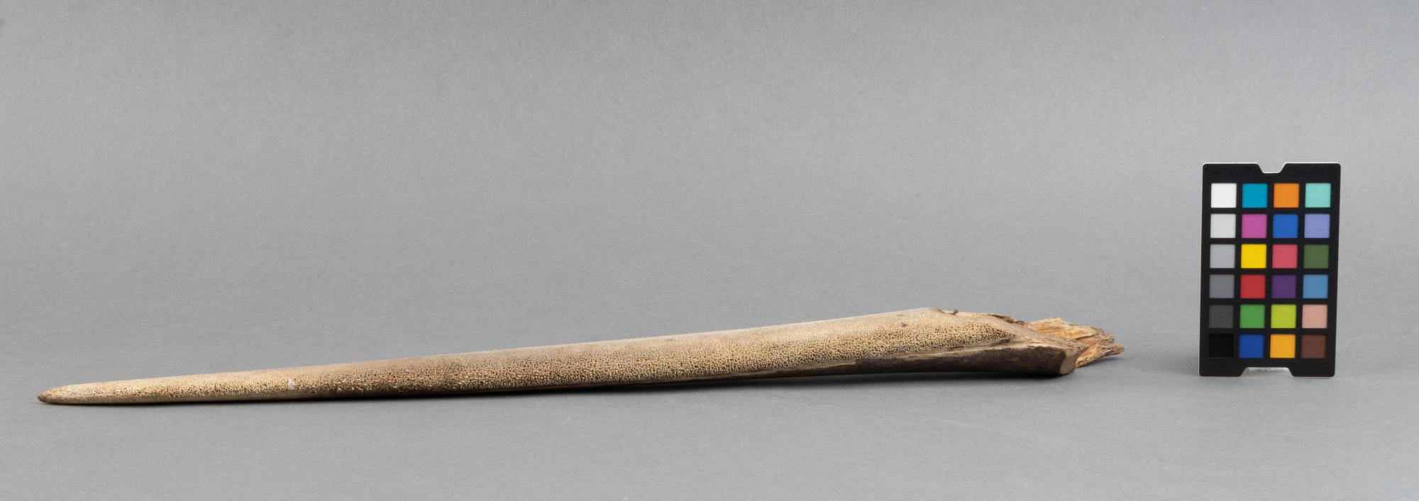 Wyrostek szczęki miecznika (Xiphias gladius)