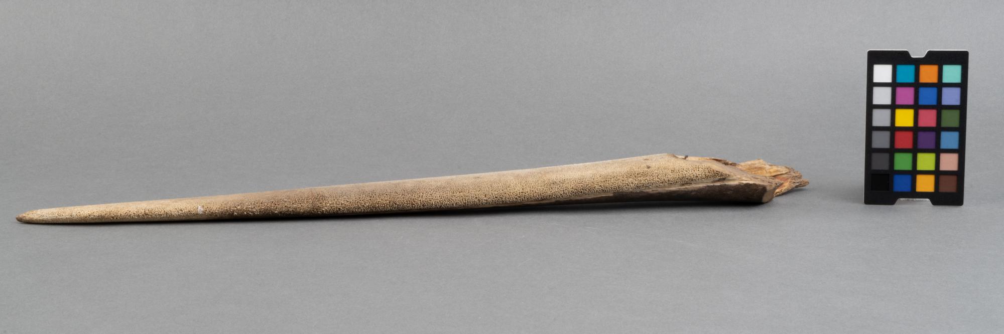 Wyrostek szczęki miecznika (Xiphias gladius)