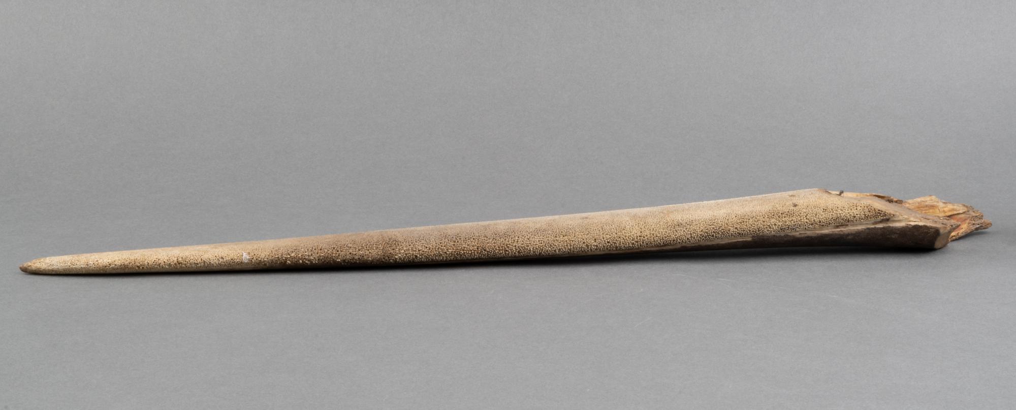 Wyrostek szczęki miecznika (Xiphias gladius)