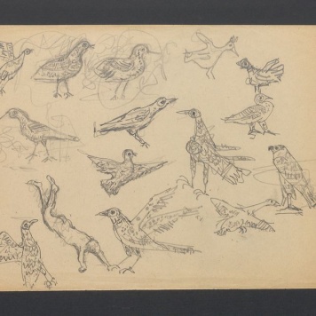 Szkice ptaków