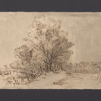 Grupa drzew nad wodą