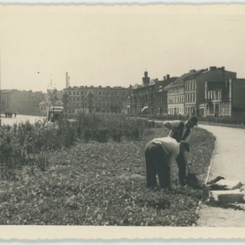 Wkopywanie ławek na Babince w Kaliszu