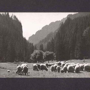 Tatry Zachodnie- Dolina Kościeliska