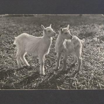 Kochana Basiu i Tato! dziękuję bardzo za kartkę [...]