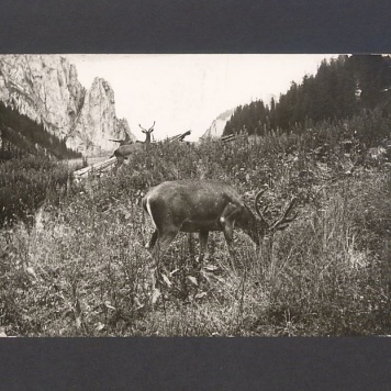 Kochane Kuliski, Jesteśmy w schronisku na Polanie Chochołowskiej [...]