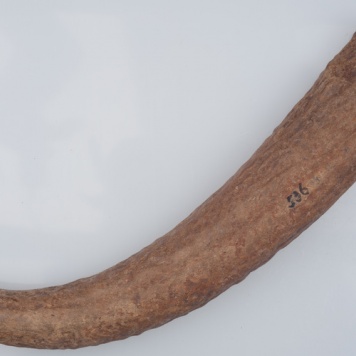 Poroże półsurowiec