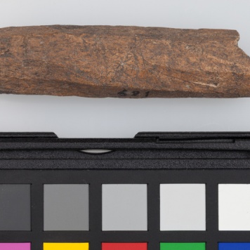 Poroże półsurowiec