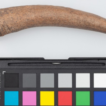 Poroże półsurowiec