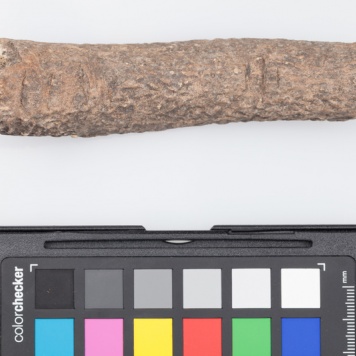 Poroże półsurowiec