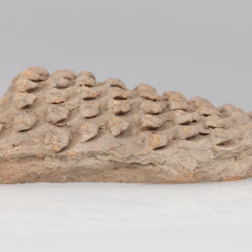 fragment naczynia jeżowatego 