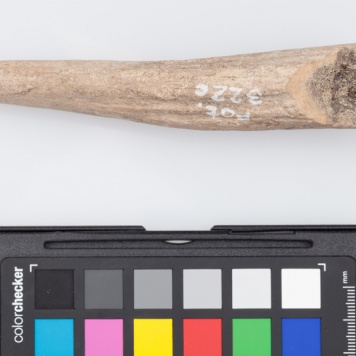 Poroże półsurowiec