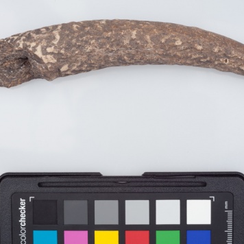 Półfabrykat z poroża