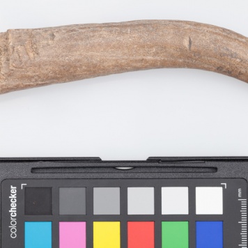 Poroże półsurowiec