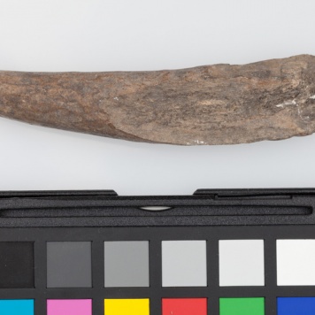 Półfabrykat z poroża