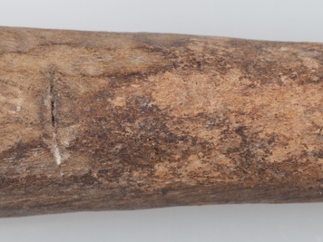 Poroże półsurowiec