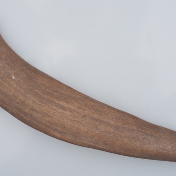 Poroże półsurowiec