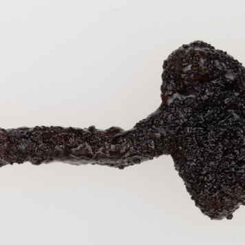 Fragment żelaznej szpili pastorałowatej