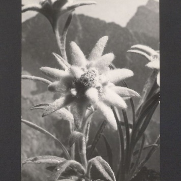 Najmilszy, drogi Kulisie! Wszystkie Kogutki rzędem składają [...]